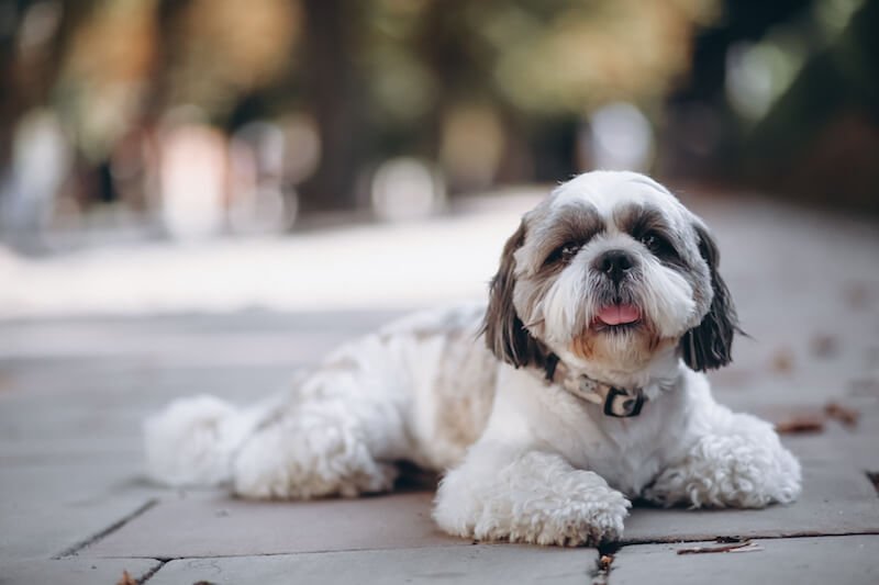 Les métaux lourds : une problématique plus fréquente qu'on ne le croit dans la nourriture pour chiens et chats