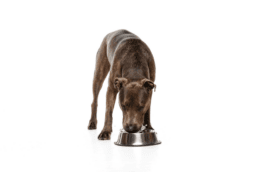 Mon chien boit beaucoup : causes, traitement et prévention