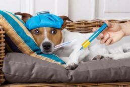 Diabète chez le chien : causes, symptômes, traitement et alimentation